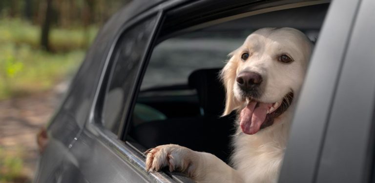 Lee más sobre el artículo Cómo llevar a tu mascota en el coche